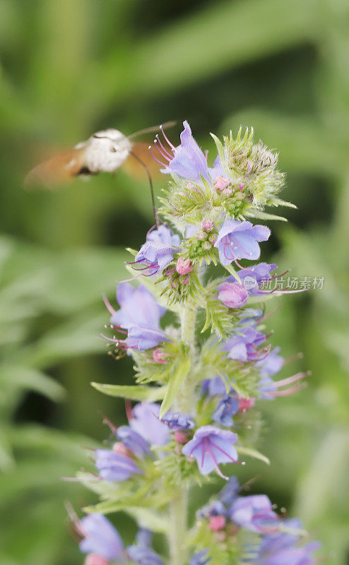 蜂鸟鹰蛾(Macroglossum stellatarum)